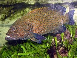 Grouper Fish